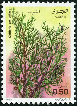Callitris articulata