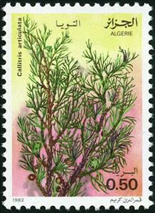 Stamp, Callitris articulata, Algeria,  , Trees, Plants (Flora)