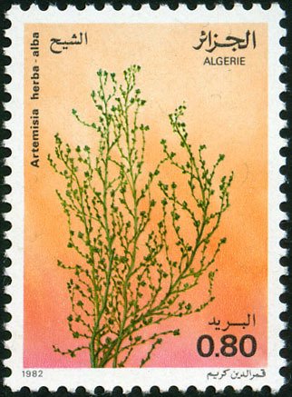 Artemisia herba-alba