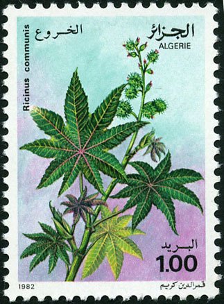 Ricinus communis