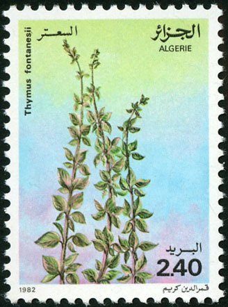 Thymus fontanesii