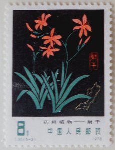 Leopard lily (Belamcanda chinensis)