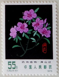 Rhododendron dauricum