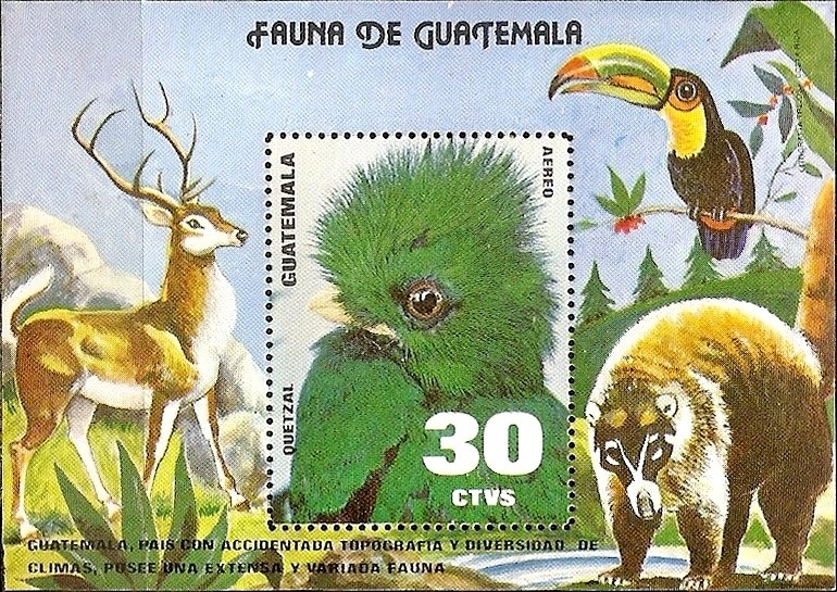 Quetzal (Pharomachrus mocinno)