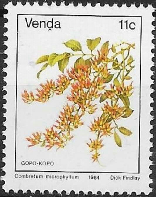 Combretum microphyllum