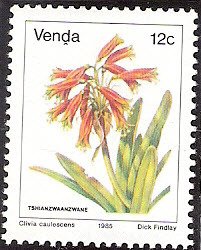 Clivia caulescens