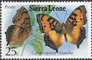 Pirate (Catacroptera cloanthe)