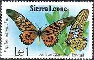 African Giant Swallowtail (Papilio antimachus)
