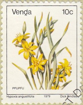 Hypoxis angustifolia