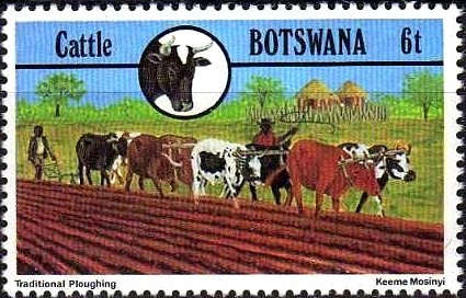 Stamp, Plowing, Botswana,  , Cattle