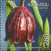 Fritillaria armena