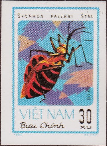 Soldier Bug (Sycanus falleni)