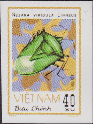Southern Green Stink Bug (Nezara viridula)