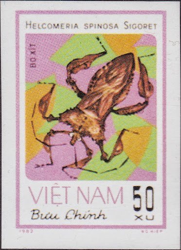 Squash Bug (Helcomeria spinosa)