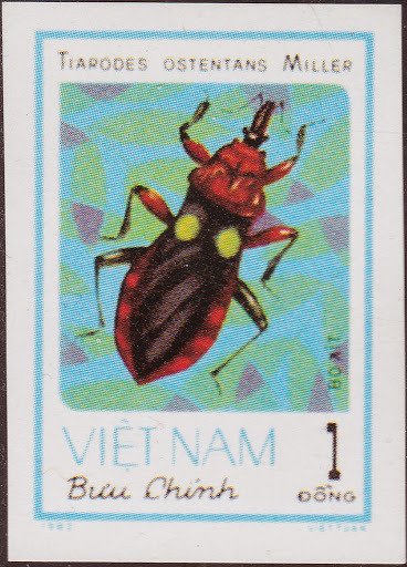 Assasin Bug (Tiarodes ostentans)