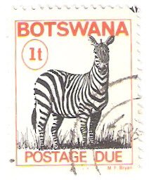 Zebra