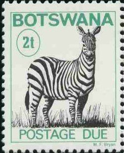 Zebra