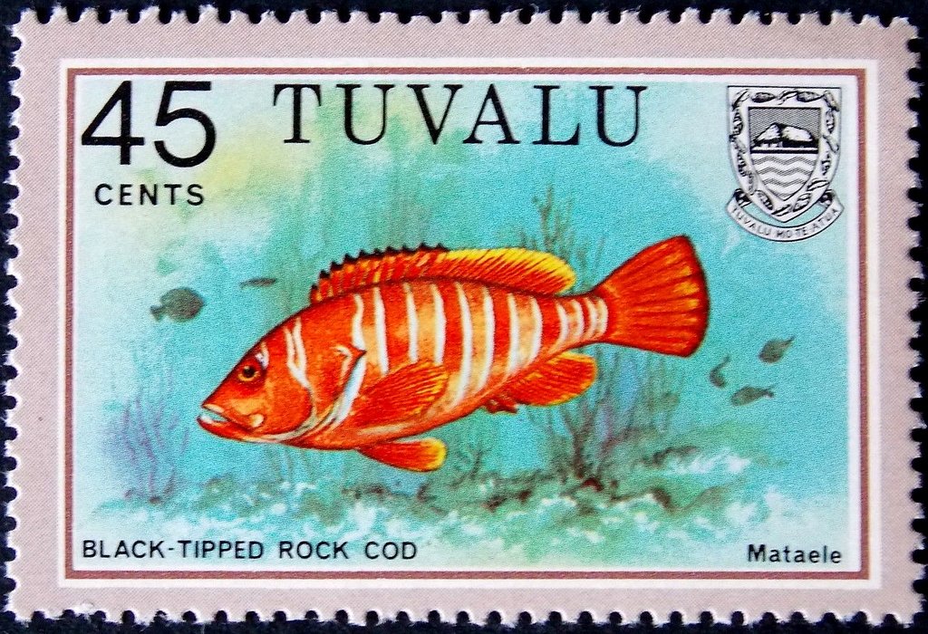Black-Tipped Rock Cod (Epinephelus tauvina)