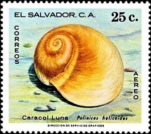 Stamp, (Polinices helicoides), El Salvador,  , Shells