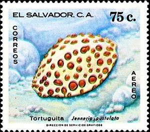 Stamp, Jenner's Cowry (Jenneria pustulata), El Salvador,  , Shells
