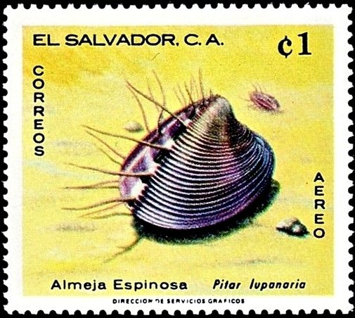 (Pitar lupanaria)