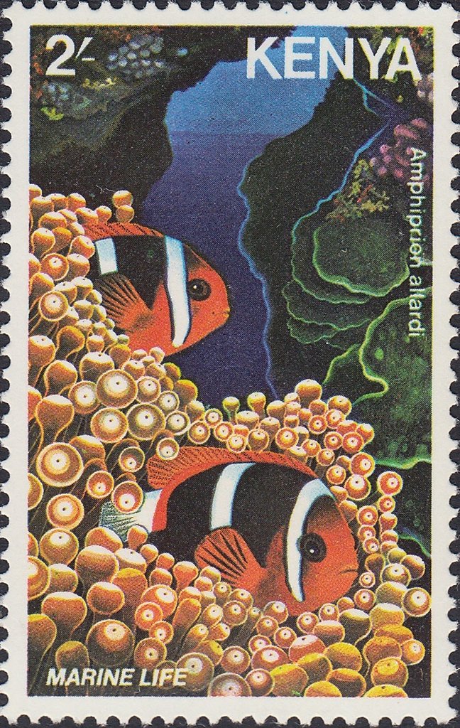Allard's Clownfish (Amphiprion allardi) 