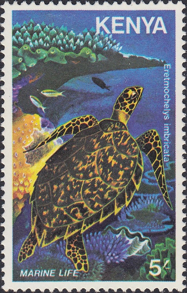Hawksbill Turtle (Eretmochelys imbricata)