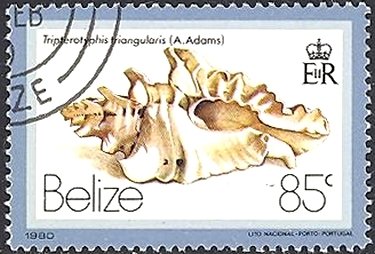 Stamp, (Tripterotyplis triangularis), Belize,  , Shells