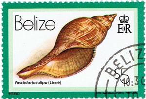 Stamp, The True Tulip (Fasciolaria tulipa), Belize,  , Shells