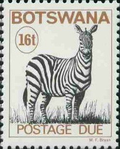 Zebra
