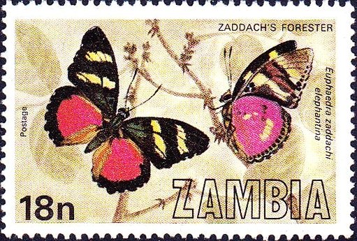 Zaddach's Mimic Forester (Euphaedra zaddachi ssp. elephantin