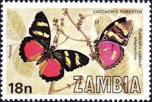 Stamp, Zaddach's Mimic Forester (Euphaedra zaddachi ssp. elephantin, Zambia,  , Butterflies