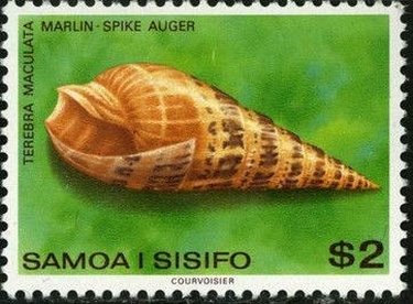 Marlinspike Auger (Terebra maculata)