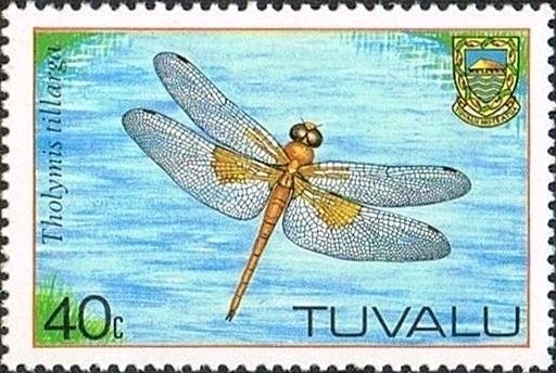 Coral-tailed Cloudwing (Tholymis tillarga)