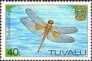 Stamp, Coral-tailed Cloudwing (Tholymis tillarga), Tuvalu,  , Dragonflies