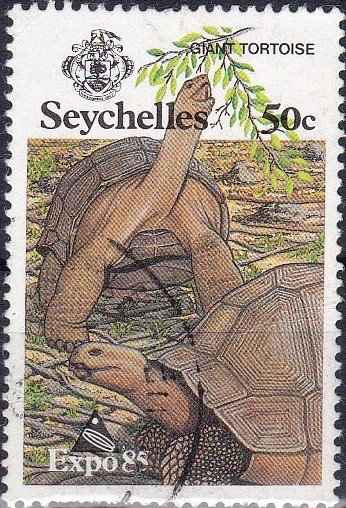 Aldabra Giant Tortoise (Aldabrachelys gigantea)