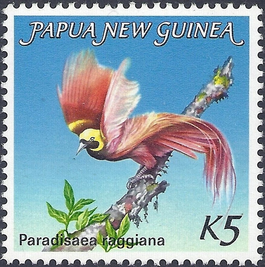 Raggiana Bird-of-paradise (Paradisaea raggiana)