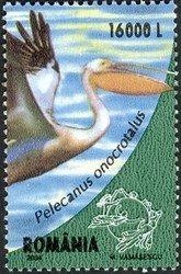 Great White Pelican (Pelecanus onocrotalus)