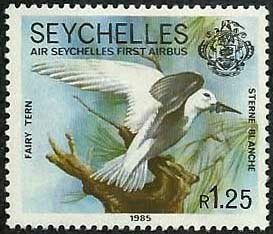Fairy Tern (Sternula nereis)