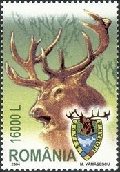 Red Deer (Cervus elaphus)