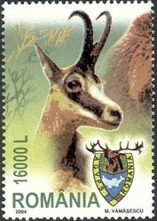 Chamois (Rupicapra rupicapra)