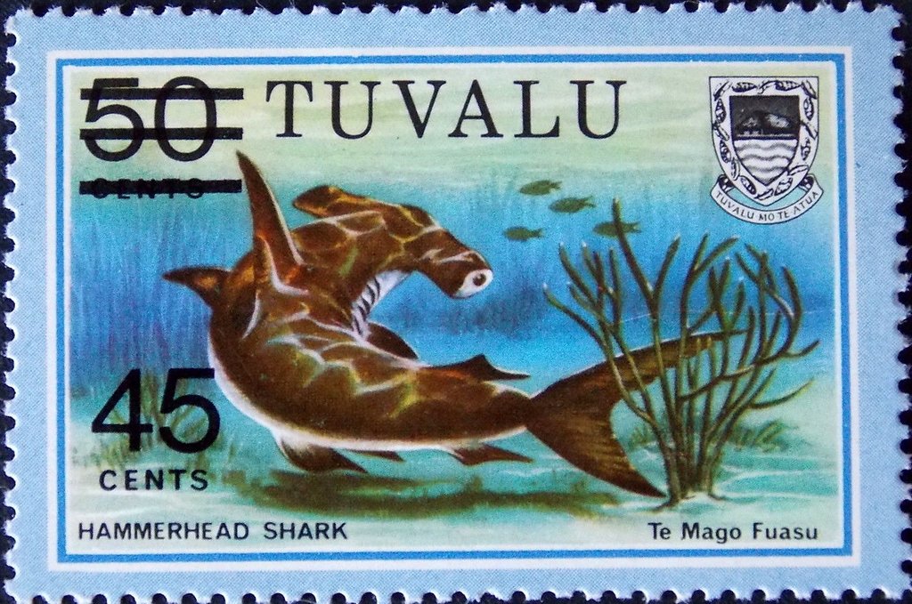 Hammerhead Shark (Sphyrna sp.)