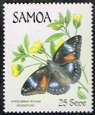 Great Eggly (Hypolimnas bolina ssp. inconstans)