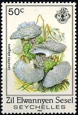 Lenzites elegans