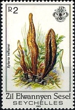 Xylaria telfairei