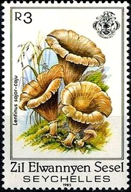Lentinus sajor-caju