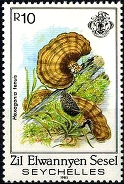 Hexagonia tenuis
