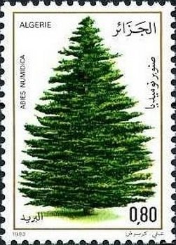 Algerian Fir (Abies numidica)