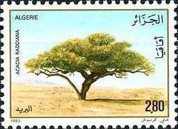 Stamp, Umbrella thorn acacia (Acacia tortilis), Algeria,  , Landscapes, Trees