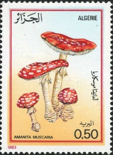 Fly agaric (Amanita muscaria)